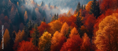 A photo of a forest in the enchanting Alps, filled with vibrant and colorful autumn trees.