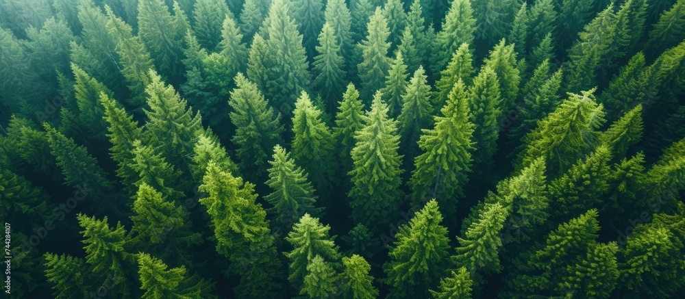 This photo captures a captivating aerial view of a group of trees located in the middle of the enchanting Scotch Pine Forest. This photo captures a captivating aerial view of a group of trees located in the middle of the enchanting Scotch Pine Forest.