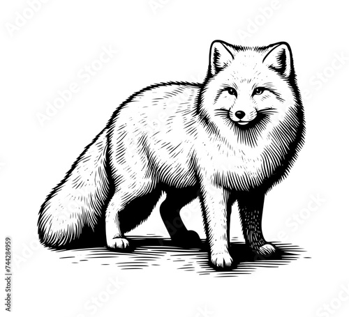 Artic fox hand drawn vector illustration graphic
