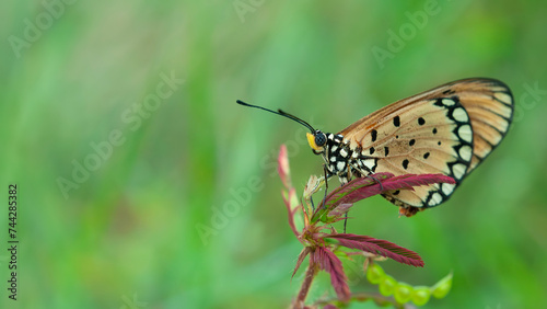 An Orange Butterfly Acraea terpsicore © Bangmunce