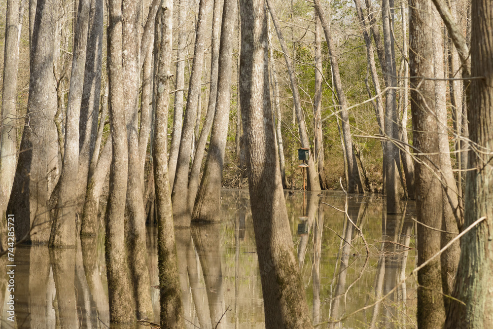 Obraz premium Flooded wetlands in St. Tammany Parish LA. Feb. 2024.