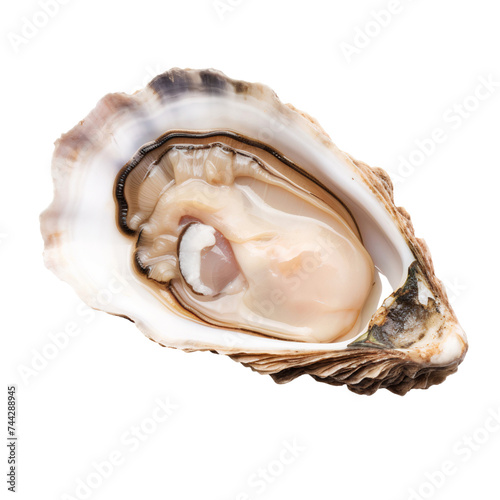 Opened Oyster isolated on transparent background
