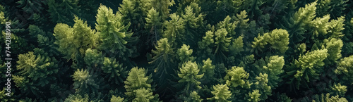 Aerial view of spruce and fir forest.