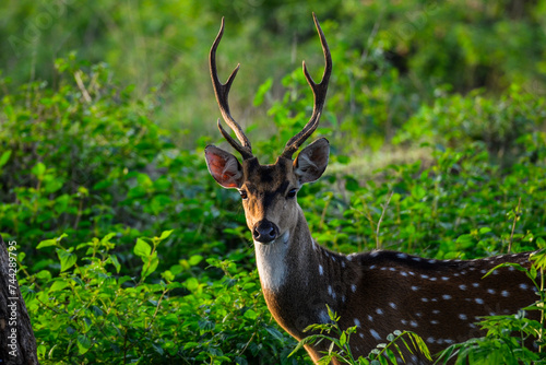 A Chital deer in Bandipur forest. The chital deer is also known as spotted deer or Axis deer