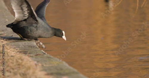 Coots on a winter day at the park lake in Bucharest, Romania