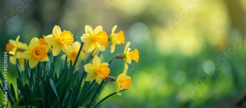 Vibrant blooming yellow daffodils on a sunny spring day in a beautiful garden photo