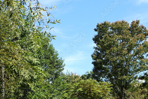 leaves against sky