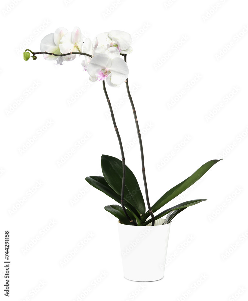 Blooming orchid flower in pot isolated on white
