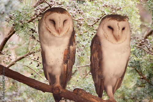 Foto the two barn owls are standing next to each other