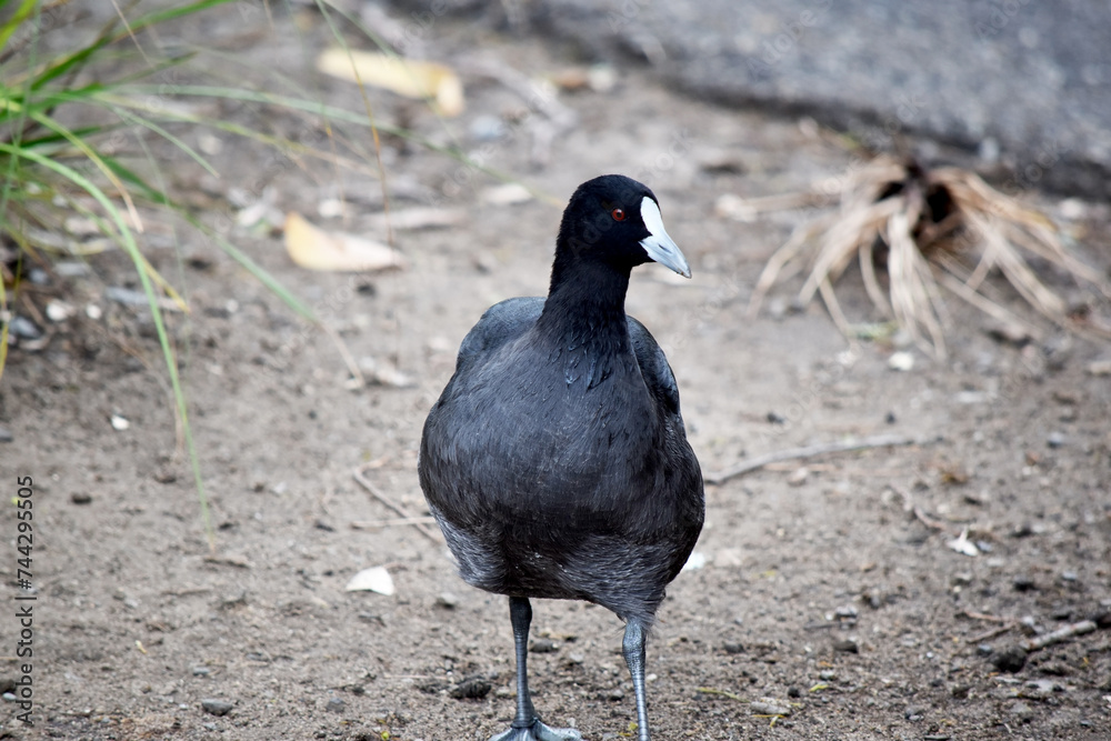 Obraz premium The Eurasian coot is a black sea bird with a white frontal shield