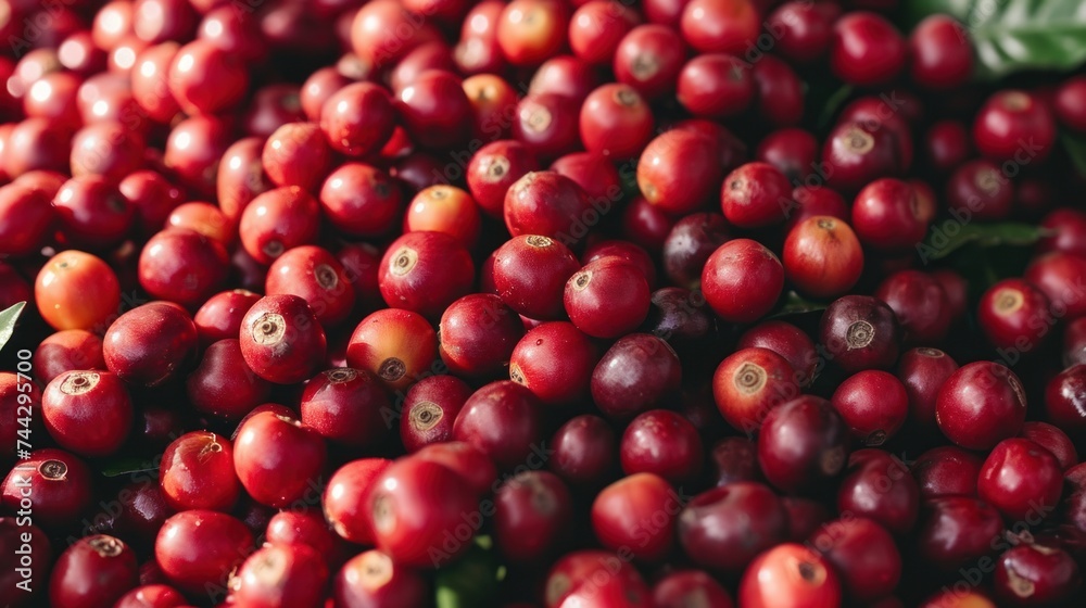 Fresh coffee berries are harvested from plantation farm. Fresh coffee berries are harvested from plantation farm.