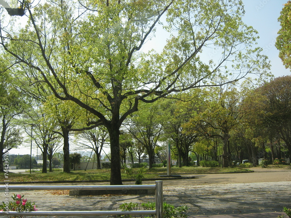 春の公園の木々