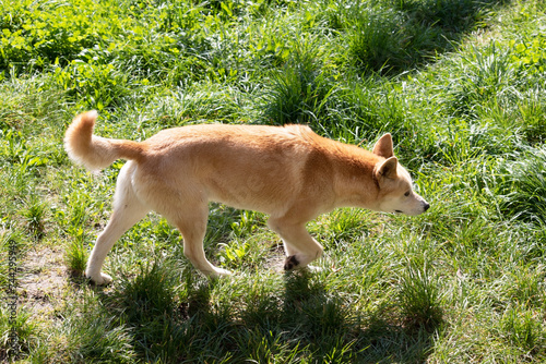 hare a dog-like wolf. They have a long muzzle, erect ears and strong claws. They usually have a ginger coat and most have white markings on their feet, tail tip and chest