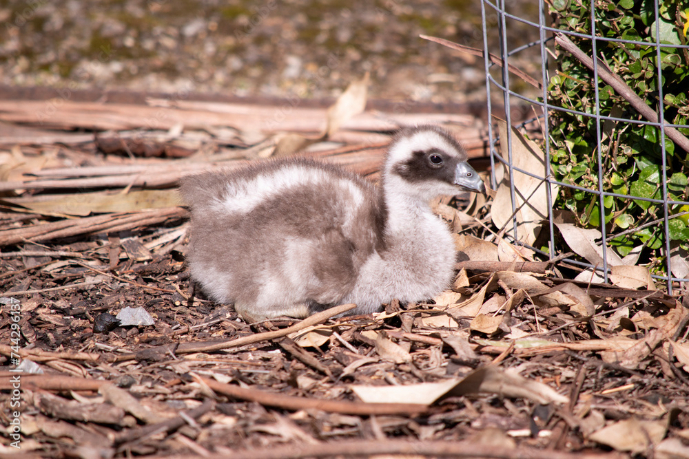 the pacific black duckling is resting on the ground the pacific black duckling is resting on the ground