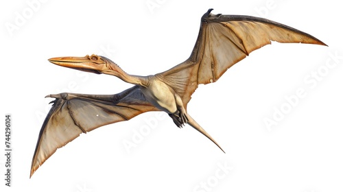 Clipart vector illustration of a flying dinosaur, Pterodactyl. © Joyce