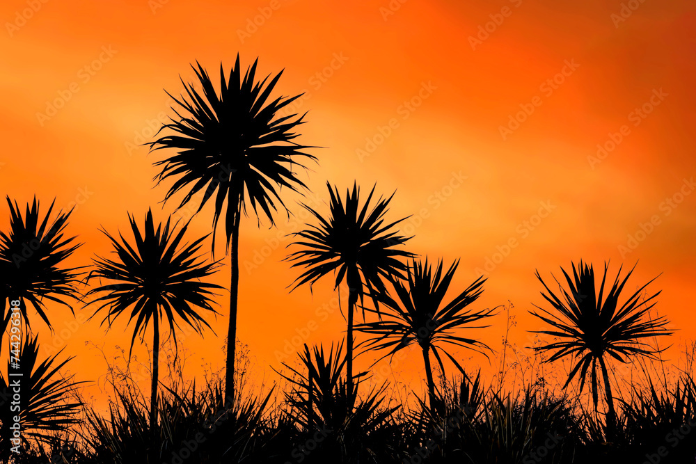 Silhouettes of Yucca plants at sunset