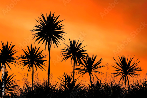Obraz na płótnie Silhouettes of Yucca plants at sunset w salonie