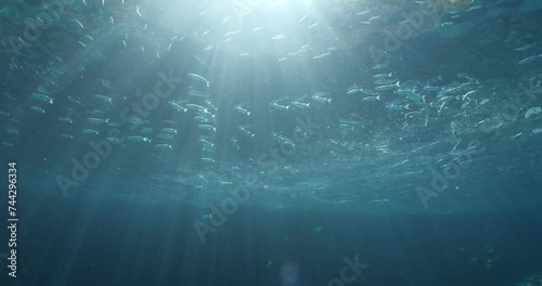 silversides atherinas sun shine and beams underwater silverside fish school Atherina boyeri photo