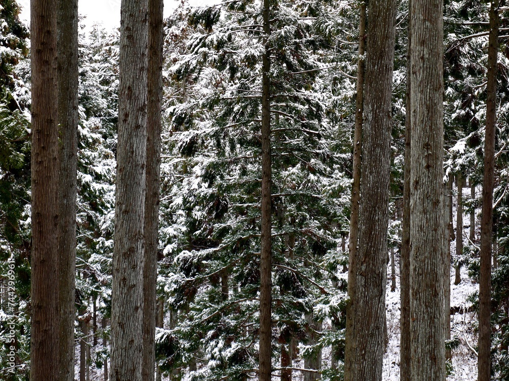 Obraz premium 冬の杉林