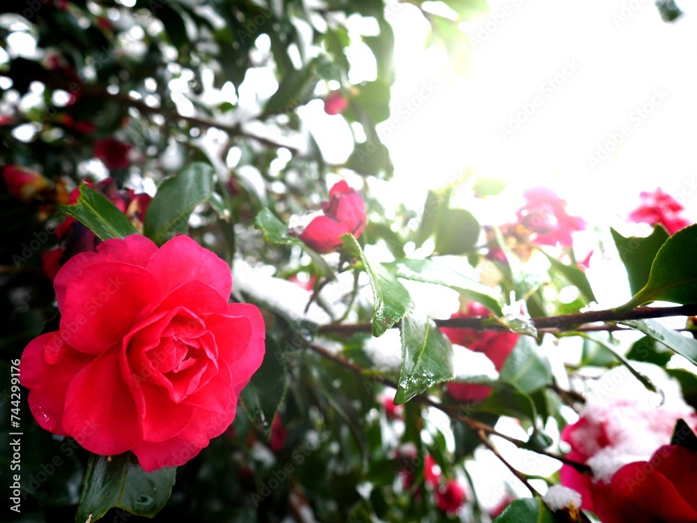 冬に咲く椿の花 冬に咲く椿の花