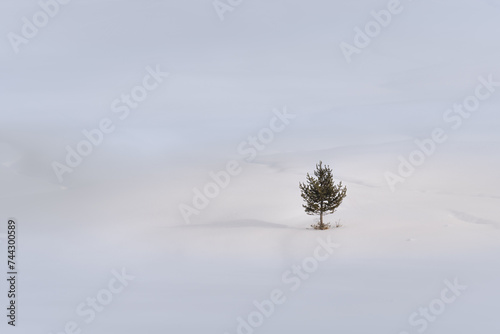 one single tree in a field of snow to display minimalist photography
