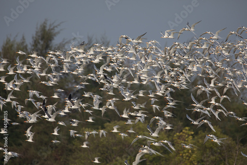 A big flock of Greater crested terns flight on the seashore sky in amazing shot in south india