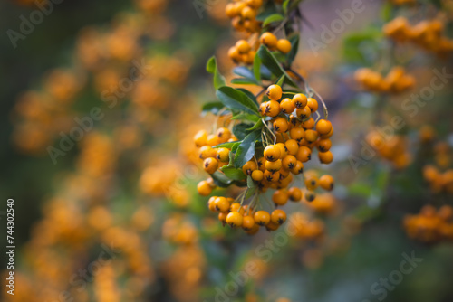 colorful orange berries pyracantha teton hanging from a branch with blurred background © Sean