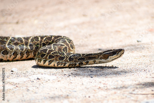 Bothrops alternatus, commonly called yarara, a highly venomous pit viper species, seen at Reserva Ecologica Costanera Sur, Buenos Aires, Argentina