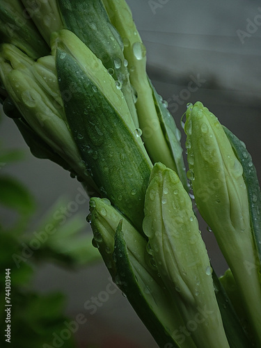 Rajnigandha flower/ after rain effect/ macro photography photo