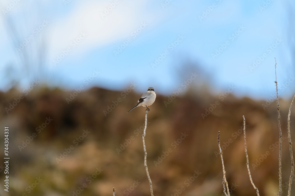 A Loggerhead Shrike perches on a stem in Big Bend National Park, in Southwest Texas. A Loggerhead Shrike perches on a stem in Big Bend National Park, in Southwest Texas.