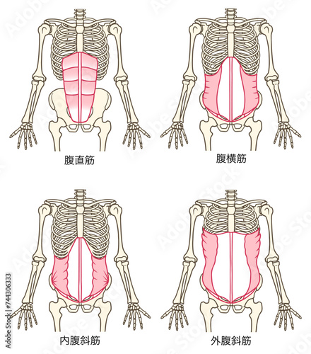 腹筋群の説明図、腹直筋、腹横筋、内腹斜筋、外腹斜筋