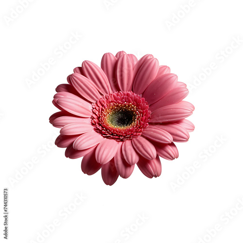 Gerbera Daisy image isolated on a transparent background PNG photo