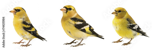 American Goldfinch White Background, Isolated Transparent Background Images