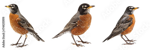 American Robin White Background, Isolated Transparent Background Images