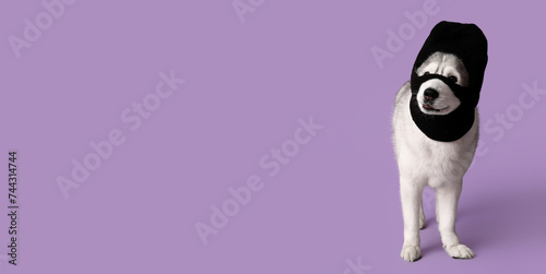 Bild auf Leinwand Husky dog in balaclava on lilac background with space for text