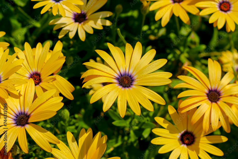 Fototapeta premium Yellow flowers in bloom