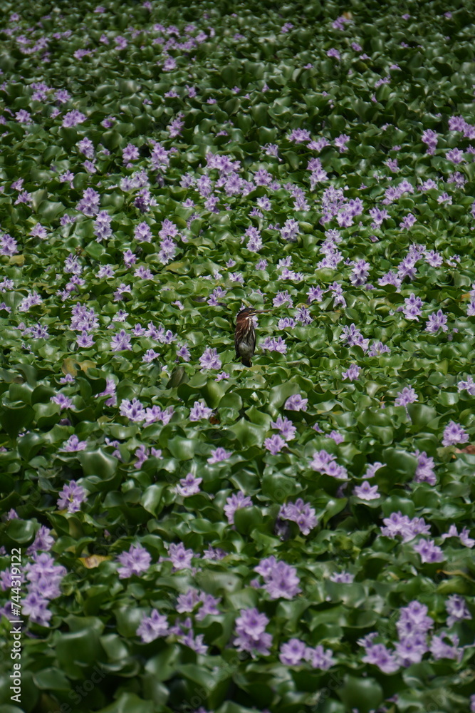 Ave entre flores 