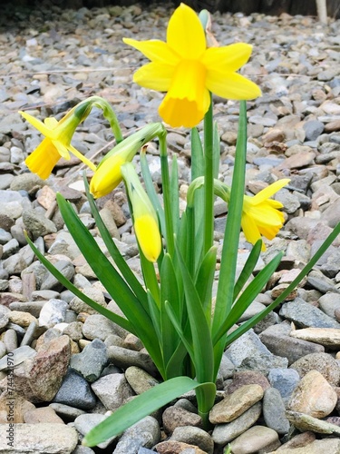 Daffodils growing in a garden  photo