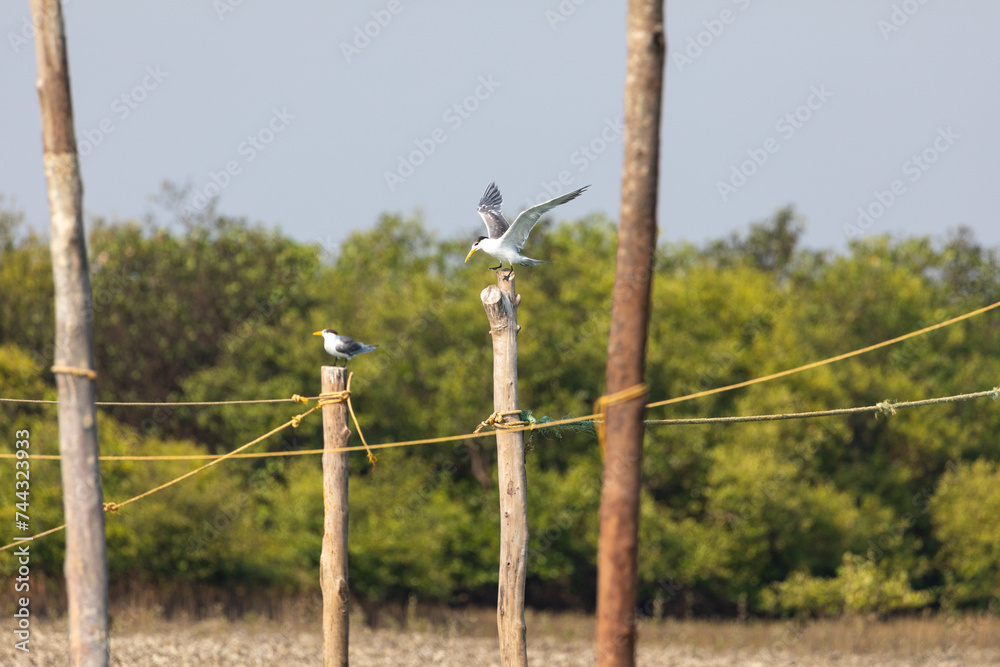 Obraz premium Greater crested tern sitting on a pole in a seashore backwater