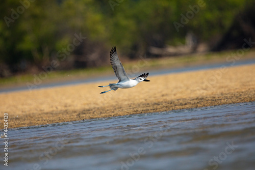 A crab plover on the shore flying  photo