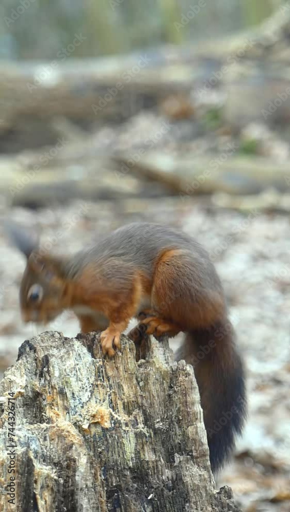 Vertical shot of squirrel sitting on broken trunk in the park eating against blur background Vertical shot of squirrel sitting on broken trunk in the park eating against blur background