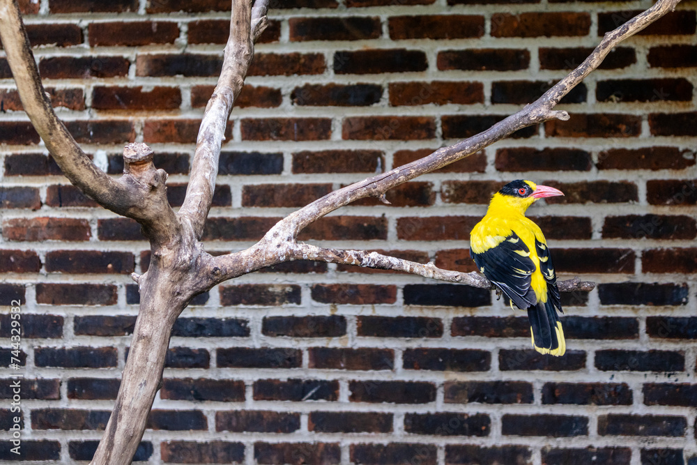 A close up photo of a beautiful Black-naped oriole bird sitting on the branch of a tree at Lembang Park and Zoo, Bandung, Indonesia A close up photo of a beautiful Black-naped oriole bird sitting on the branch of a tree at Lembang Park and Zoo, Bandung, Indonesia