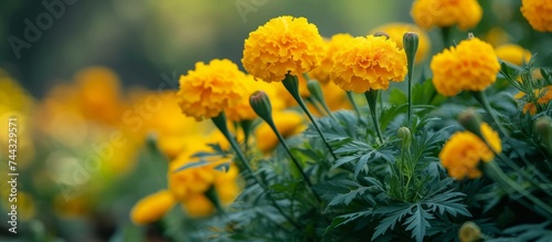 Beautiful Yellow Flowers Blooming in a Lush Garden Under the Sunlight