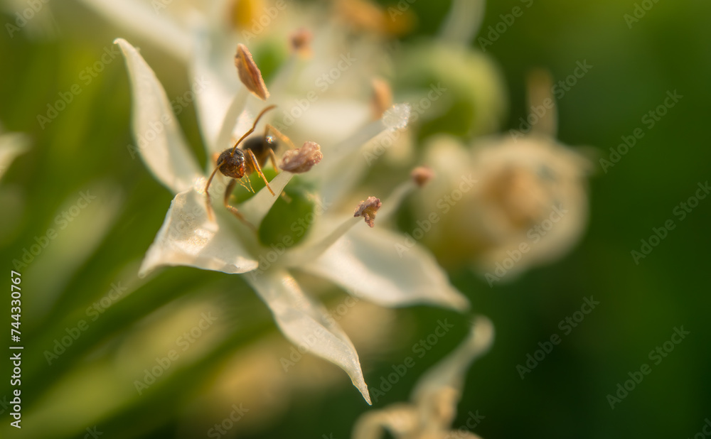 Ant on white flower pedal greenery environment background