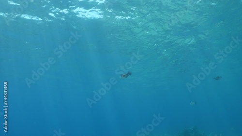 calamar scenery underwater with sun beams and sun rays swim slow motion cephalopod sepioteuthis lessonia photo