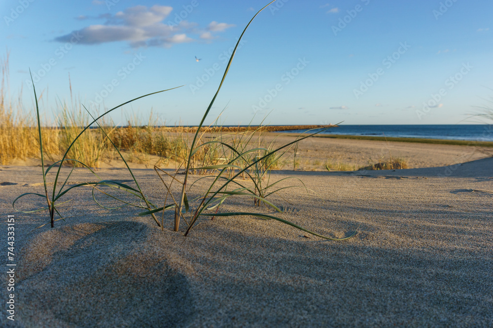 Obraz premium Golden sunset at the beach in Portugal near Spain with green grass