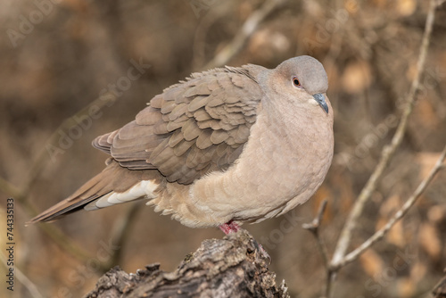 White Tip Dove photo