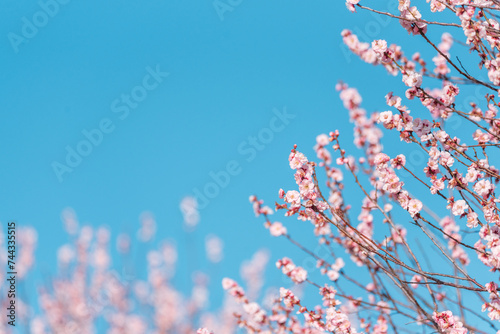 青空に映えるピンクの梅の花