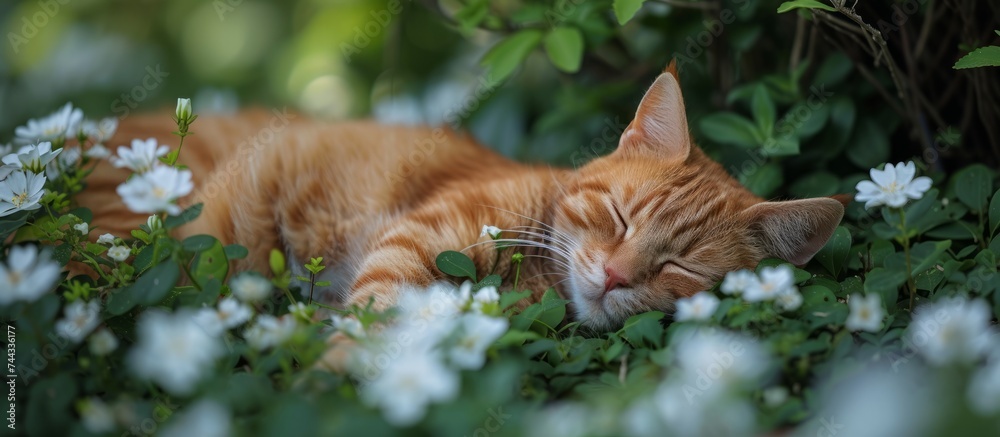 Peaceful tabby cat sleeping peacefully in lush green grass under the sun Peaceful tabby cat sleeping peacefully in lush green grass under the sun