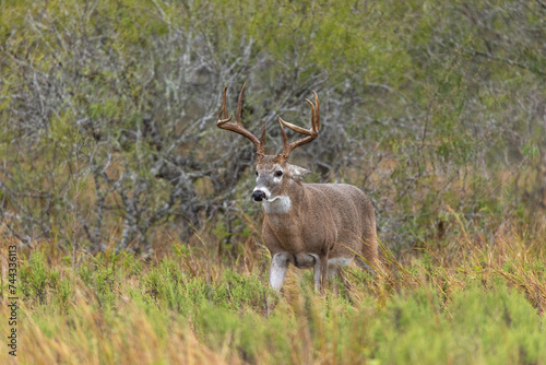Mad Whitetailed Buck 